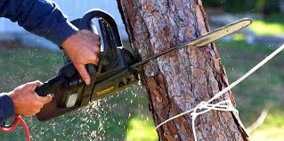 Best Fruit Tree Pruning  in Veneta, OR