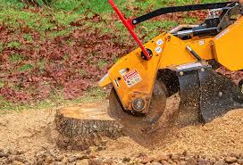 Best Tree Disease Treatment  in Veneta, OR