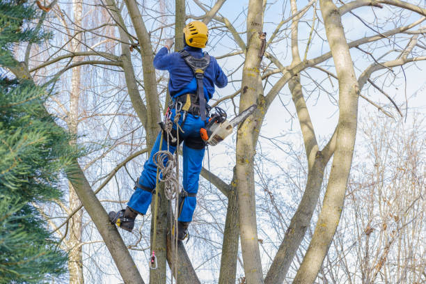 Best Tree Maintenance Programs  in Veneta, OR