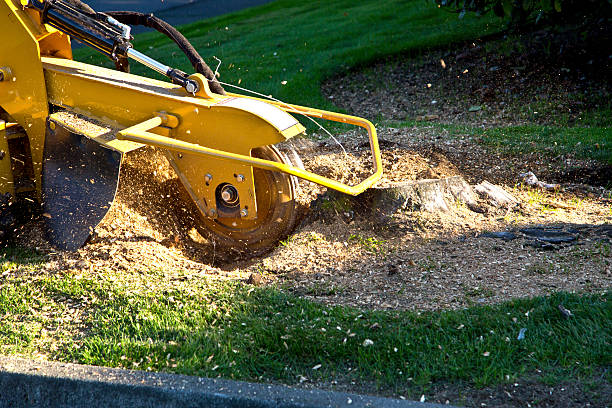 Best Tree Removal  in Veneta, OR