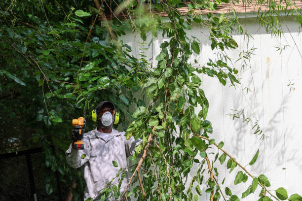 Best Root Management and Removal  in Veneta, OR