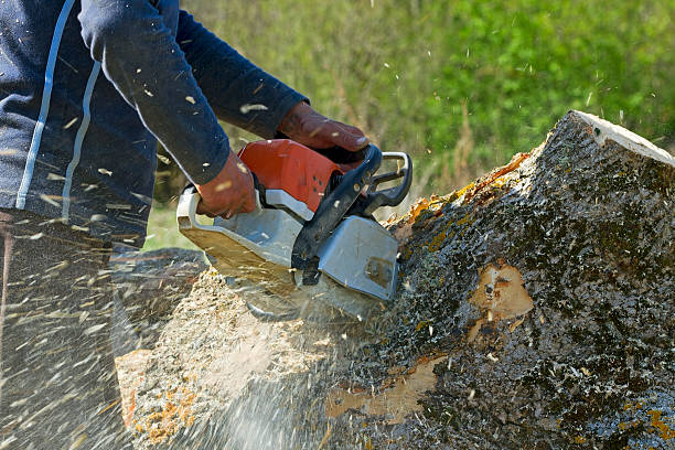 Best Lawn Grading and Leveling  in Veneta, OR