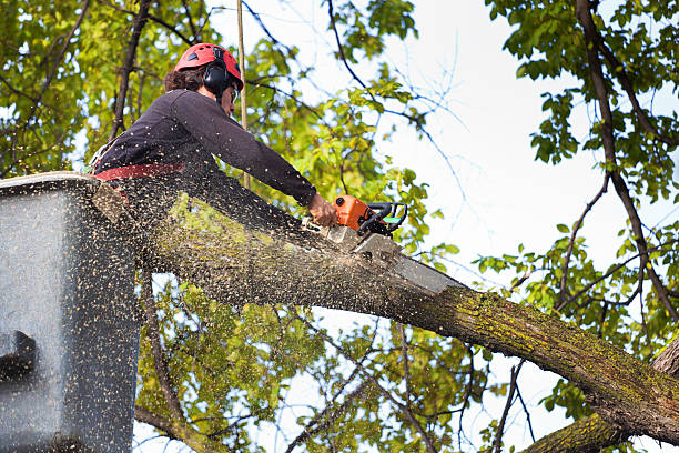 Best Tree and Shrub Care  in Veneta, OR